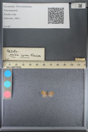 Media type: image;   Entomology 194609